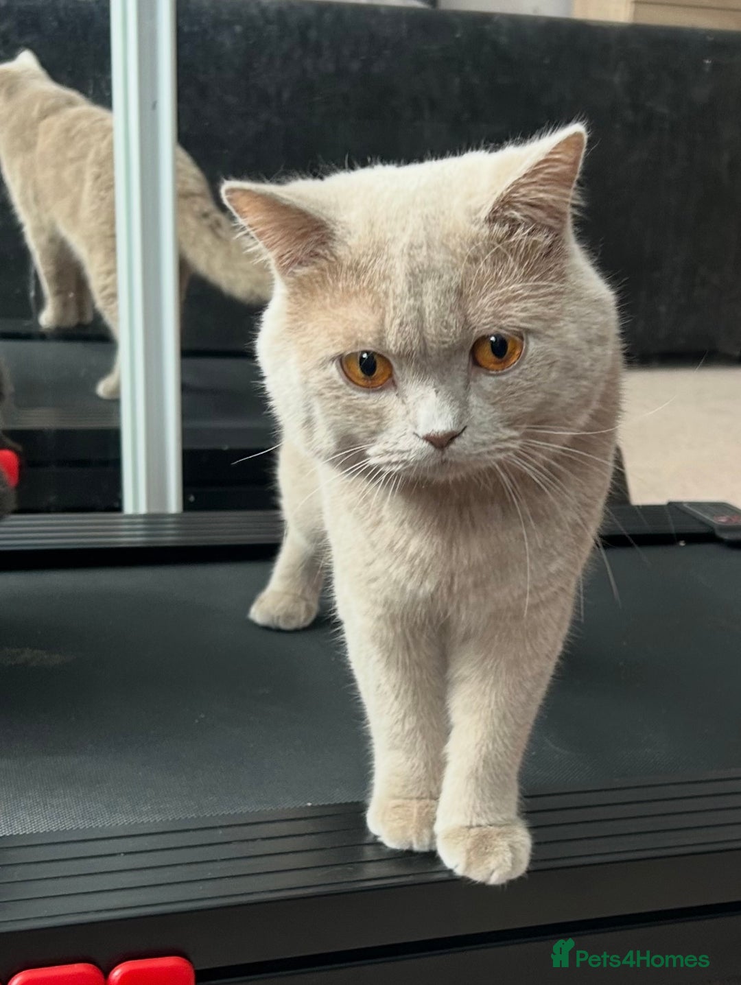British Shorthair cats for sale: Gorgeous British Shorthair Kittens  - Image 19