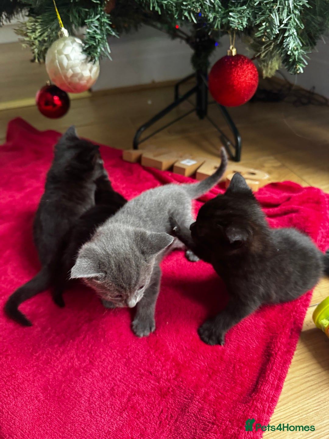 Mixed Breed cats for sale: Bombay cat  - Advert 15