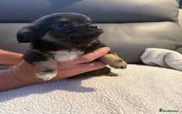 Chihuahua dogs for sale: Stunning litter of 5 long coat chihuahuas - Image 12