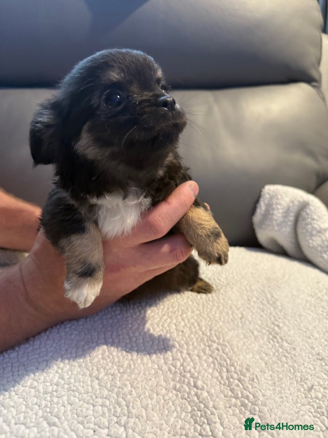 Chihuahua dogs for sale: Stunning litter of 5 long coat chihuahuas - Image 12