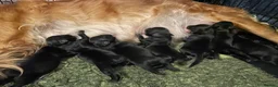 Goldador dogs for sale: Extensively health tested Goldador 5⭐️ homebreeder - Advert 13