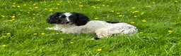 English Springer Spaniel dogs for stud: KC Registered, Proven Springer Spaniel for Stud - Advert 3