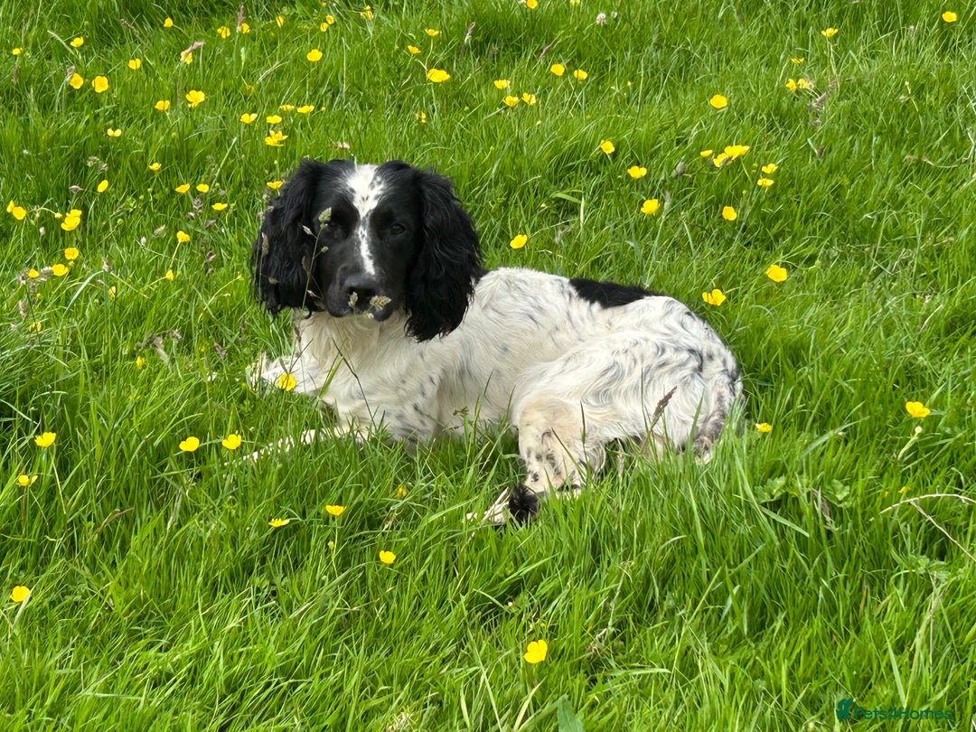 English Springer Spaniel dogs for stud: KC Registered, Proven Springer Spaniel for Stud - Advert 3