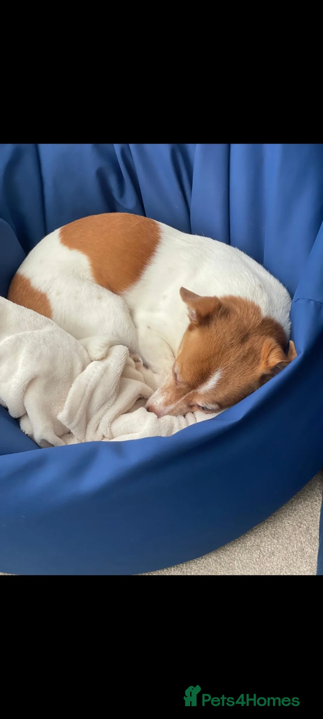 Mixed Breed dogs for adoption: URGENT FOSTER NEEDED: ❤️POPPY❤️Small 7 yo girl in Paignton - Advert 11