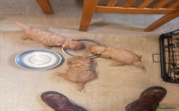 Labradoodle dogs for sale: Miniature labradoodle  - Image 15