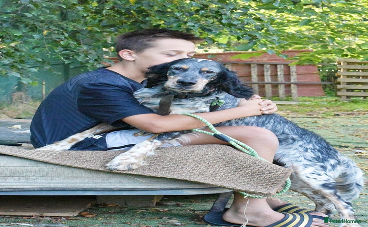 English Setter dogs - Advert 1