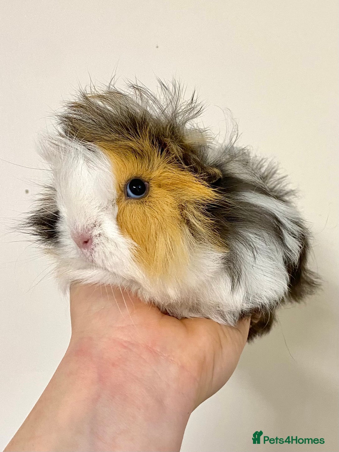 Guinea Pig rodents for sale: Long haired Guinea Pigs For Sale - Image 8