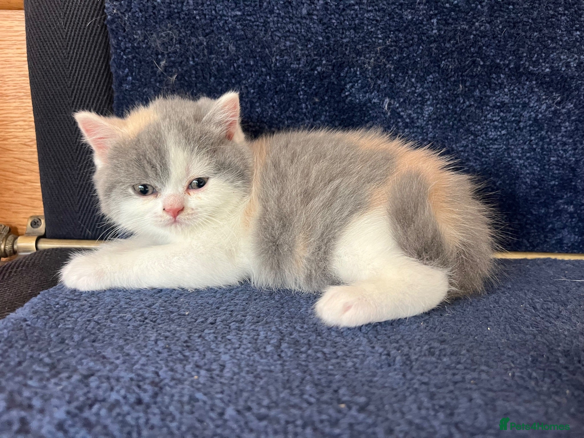 British Shorthair cats British short hair kittens  - Advert 2