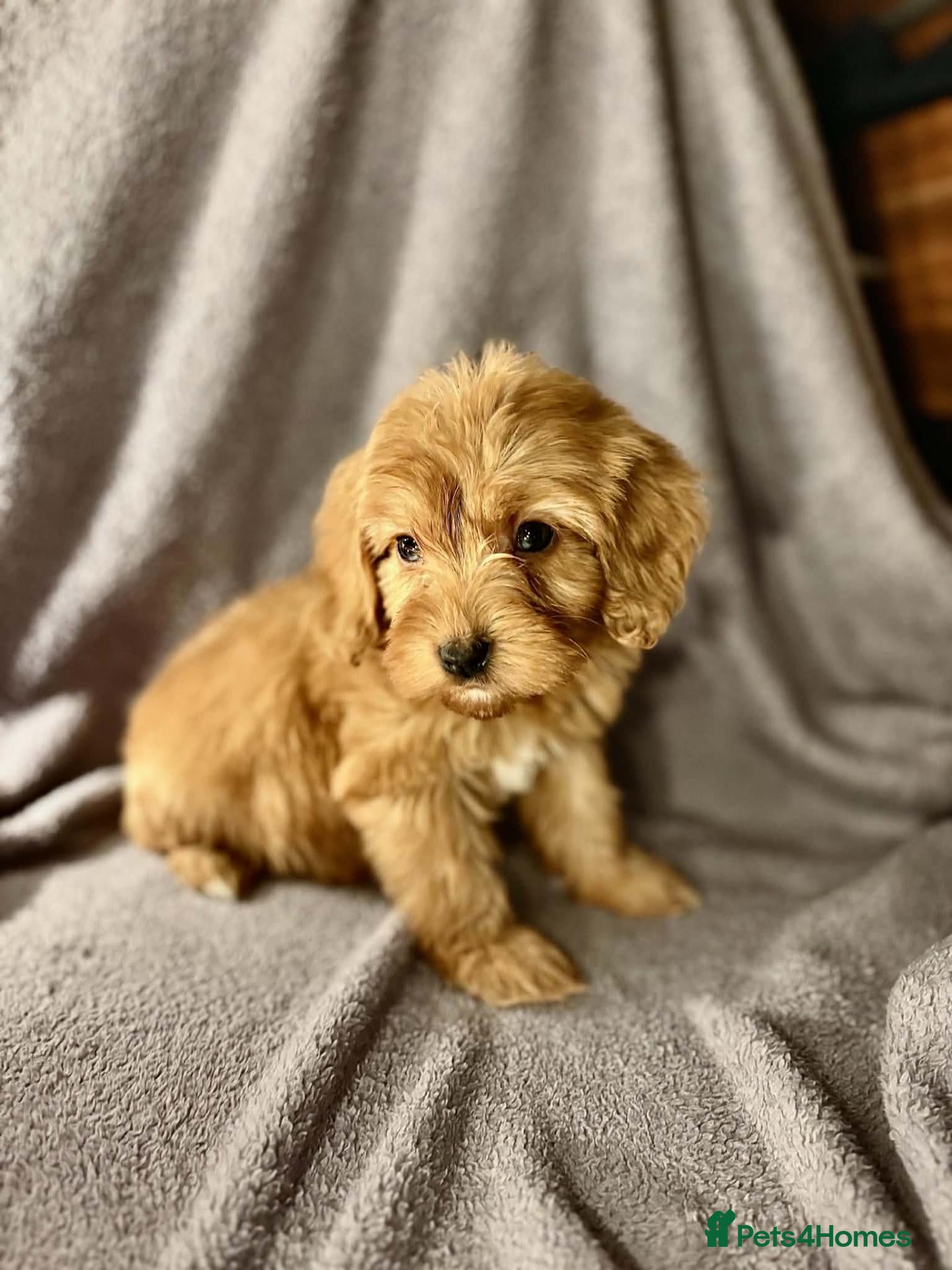 Cavapoo dogs beautiful cavapoo girls! - Advert 11