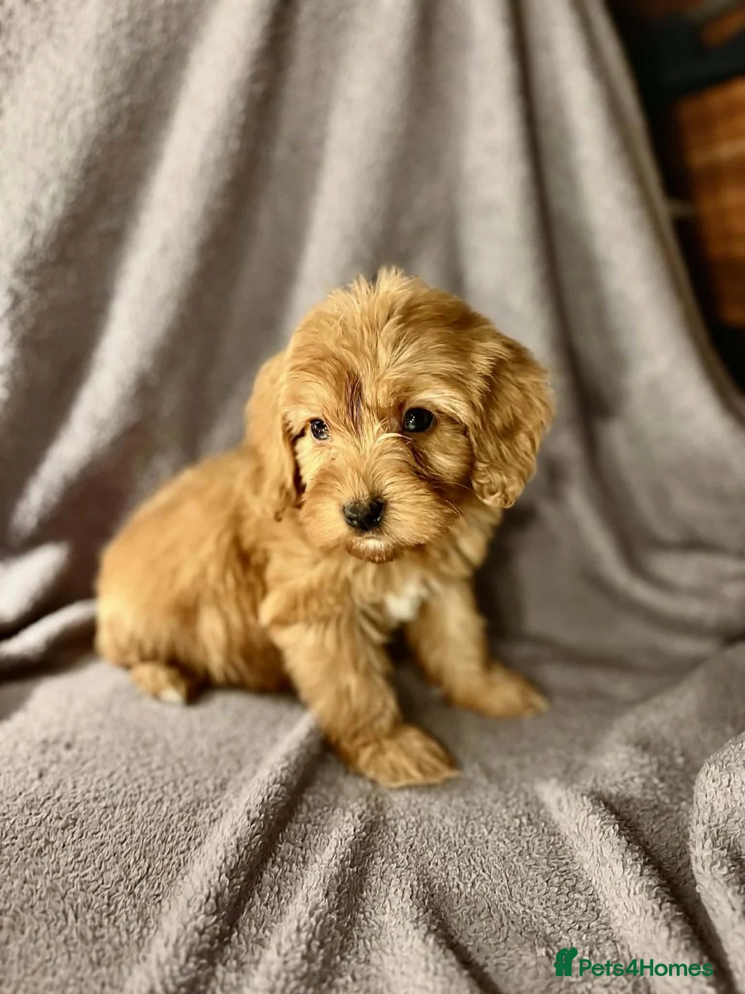 Cavapoo dogs for sale: ready next week! beautiful cavapoo girls! - Advert 1