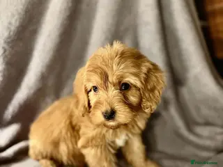 Cavapoo dogs beautiful cavapoo girls! - Advert 11