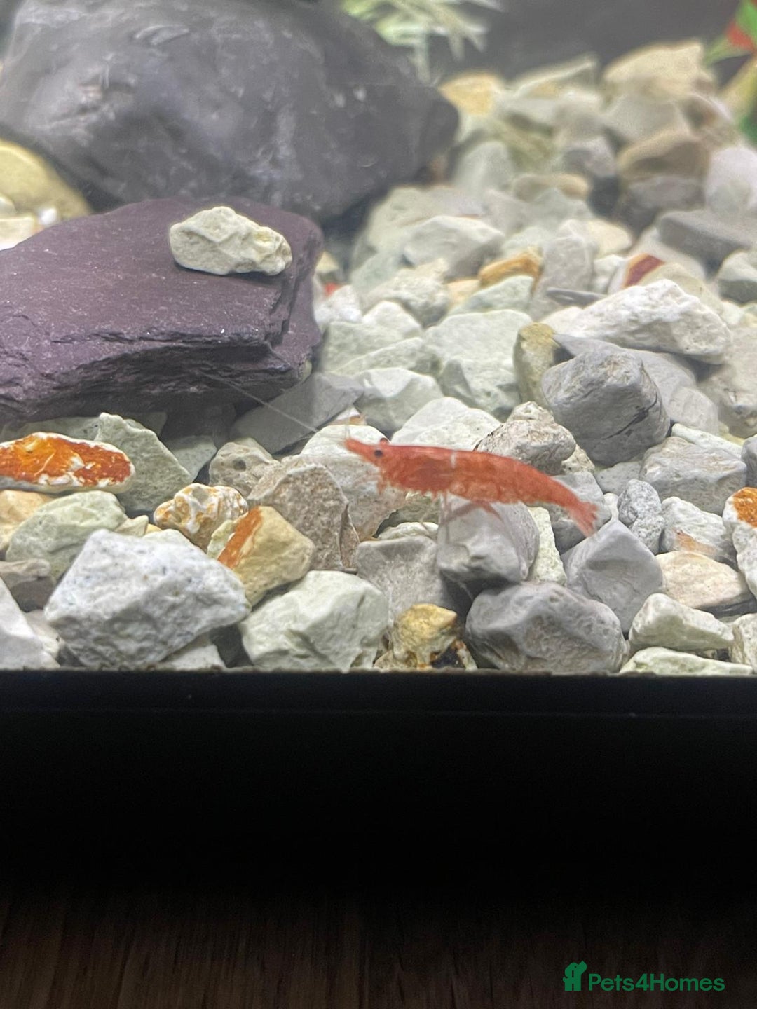Shrimps fish for sale: Cherry Shrimp - Image 2