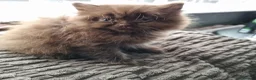 British Shorthair cats for sale: Beautiful kitten's  - Advert 6