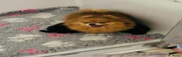 Pomeranian dogs for sale: Top quality tiny teddy bear 🧸 pomeranian - Advert 2