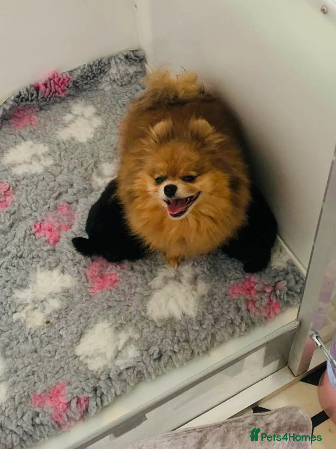 Pomeranian dogs for sale: Top quality tiny teddy bear 🧸 pomeranian - Advert 2