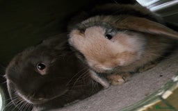 Mini Lop rabbits for sale: Mini lop sibling trio  - Image 4