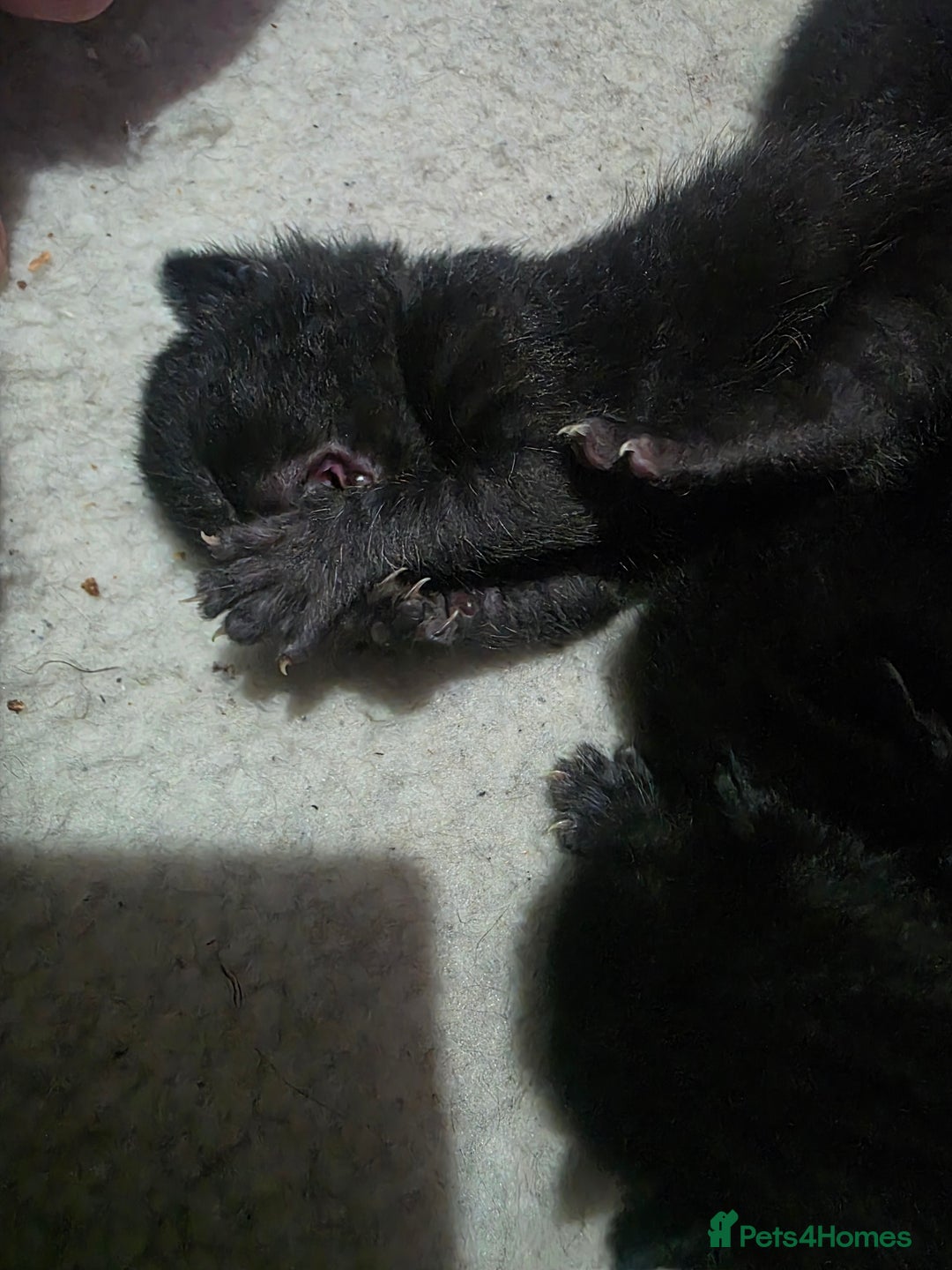 Bombay cats for sale: Kittens  - Image 1