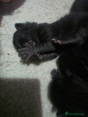 Bombay cats - Advert 7