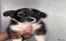 Mixed Breed dogs for sale: Mixed breed puppies for sale - Image 9