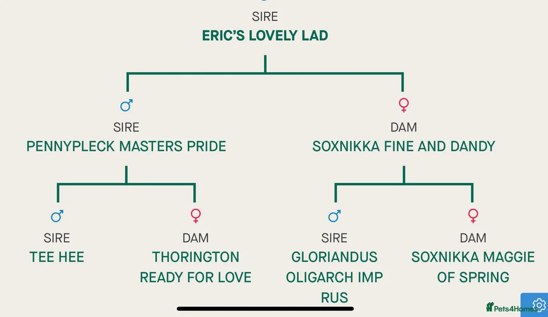 Dalmatian dogs for sale: KC Registered Dalmatian Pups Due 18th March - Advert 5