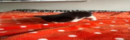 American Shorthair cats for sale: 6 GORGEOUS KITTENS + 1 IMPOSSIBLE KITTEN - Advert 4