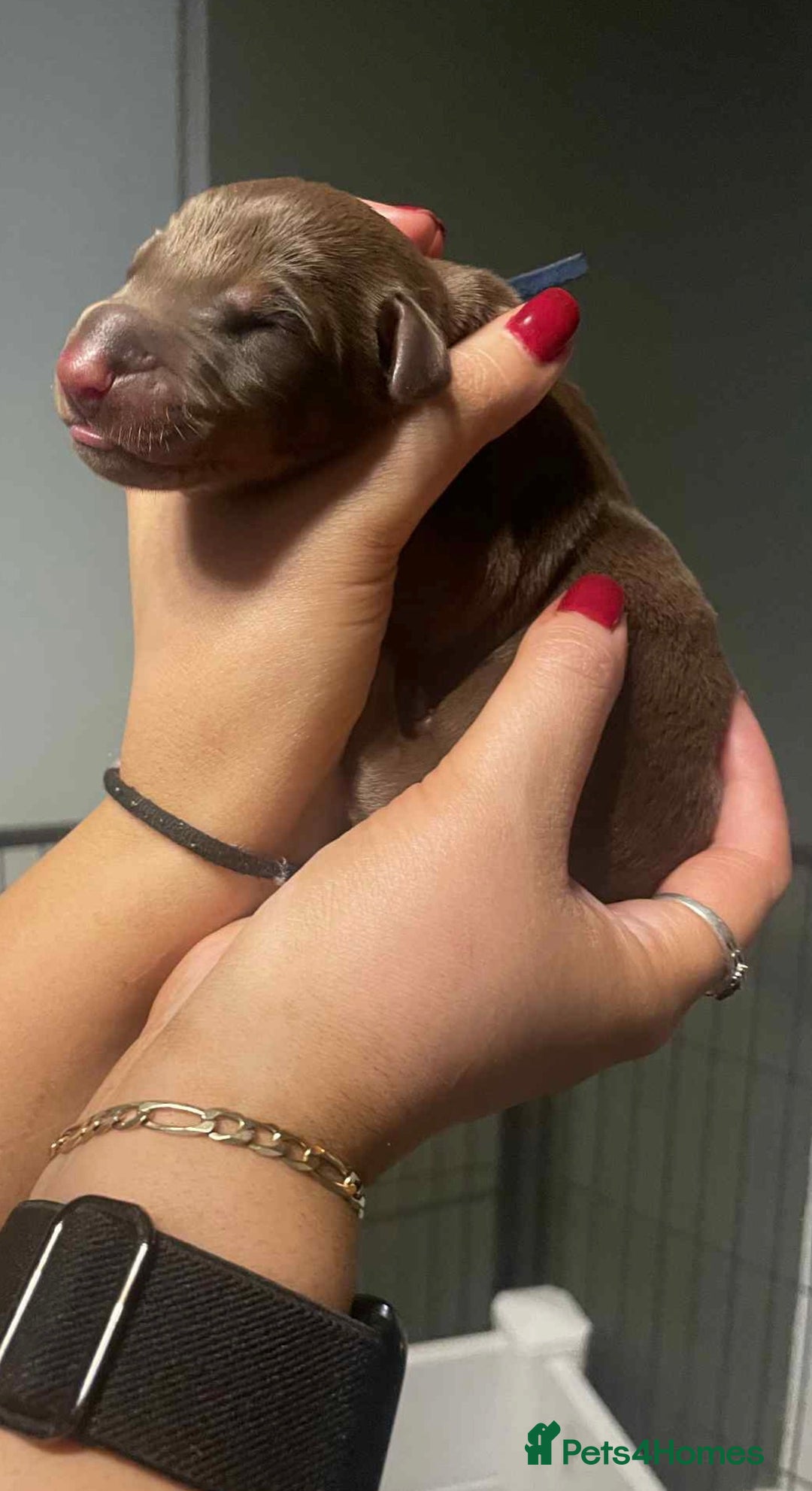 Dobermann dogs for sale: Chocolate & Isabella Doberman puppies for sale  - Advert 5