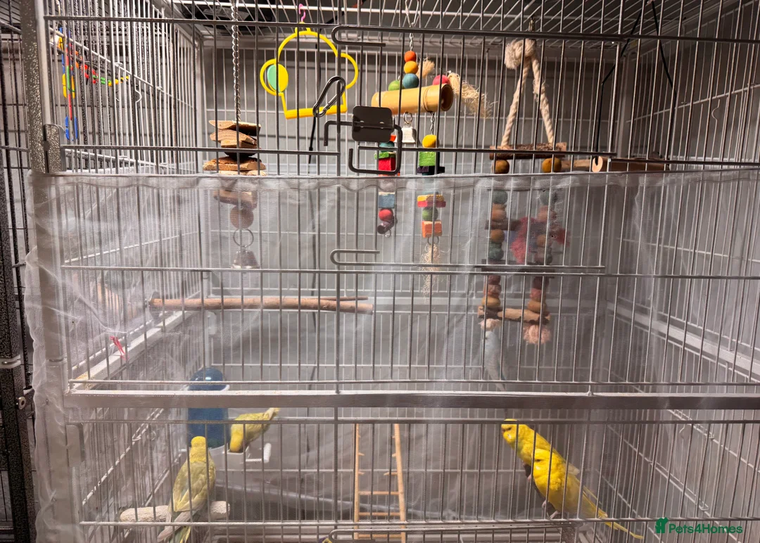 Budgerigars birds for sale: 6 Budgies - Advert 2