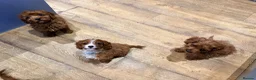 Cavapoo dogs for sale: Extensively health tested F1 Toy Cavapoo Puppies - Advert 4