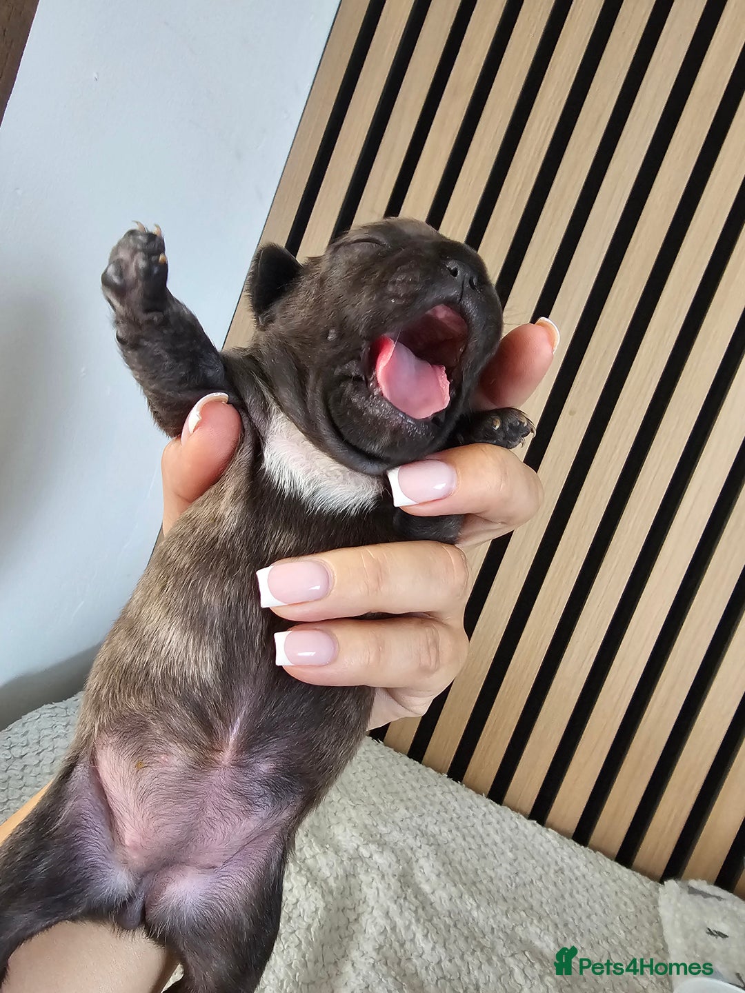 French Bulldog dogs for sale: French bulldog puppies  - Image 14