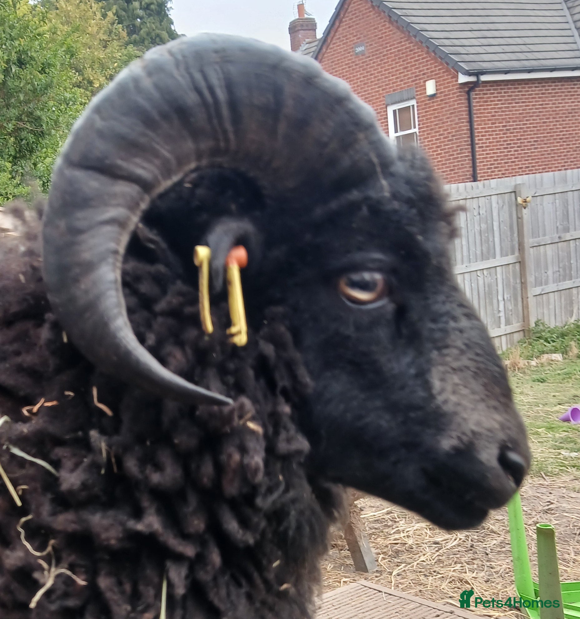 Sheep livestock Miniature Ouessant ram and lambs  - Advert 1