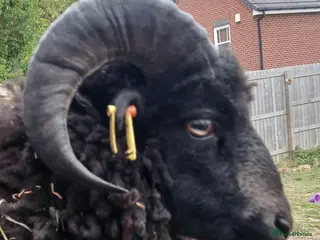 Sheep livestock for sale: Miniature Ouessant ram and lambs - Advert 2