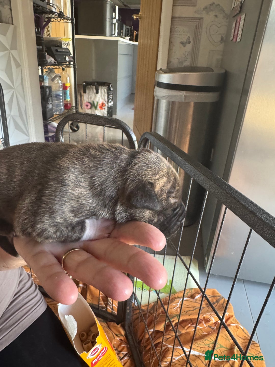 Staffordshire Bull Terrier dogs for sale: Staffordshire bull terrier puppies  - Image 13