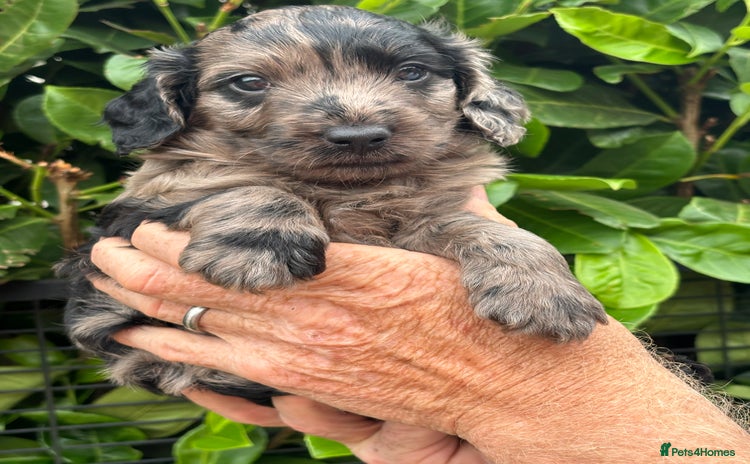 Cockapoo dogs - Advert 8