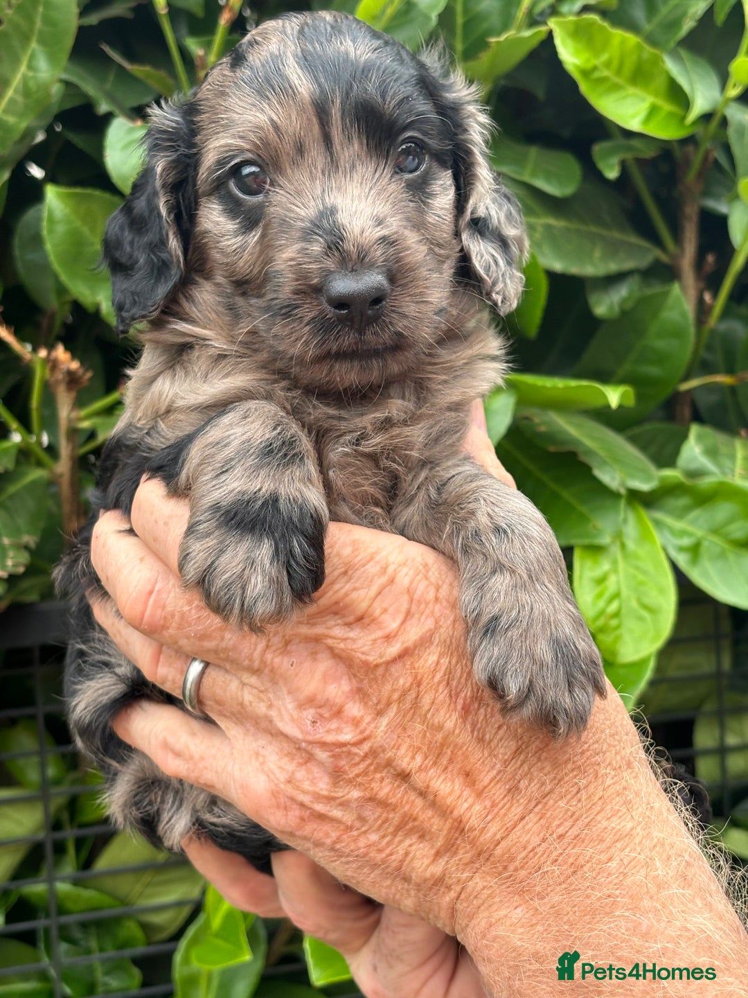 Cockapoo dogs for sale: DNA clear / Licensed Breeder for peace of mind  - Image 1
