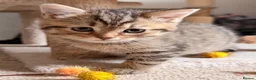 Persian cats for sale: Beautiful Persian Cross Kittens - 4 little ladies - Advert 30
