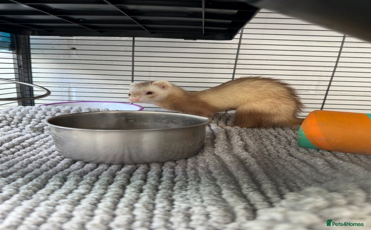 Ferret rodents - Advert 8