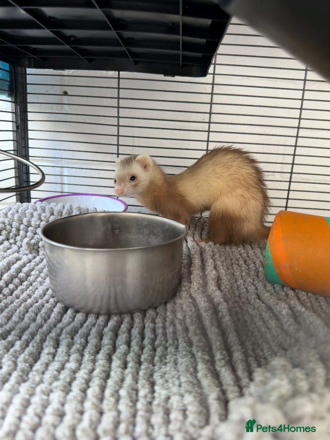 Ferret rodents for sale: 2 Female Ferrets - Image 1