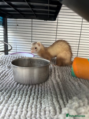 Ferret rodents - Advert 7