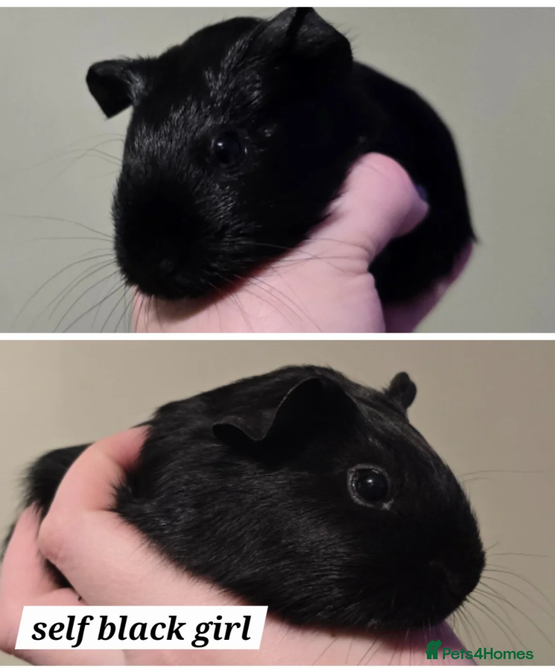 Guinea Pig rodents for sale: Female guineapig sisters ready to go now.   - Advert 4