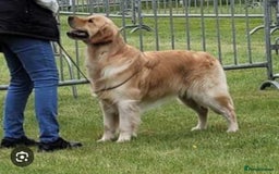 Golden Retriever dogs for sale: Golden Retriever huge big boned male puppy - Advert 3