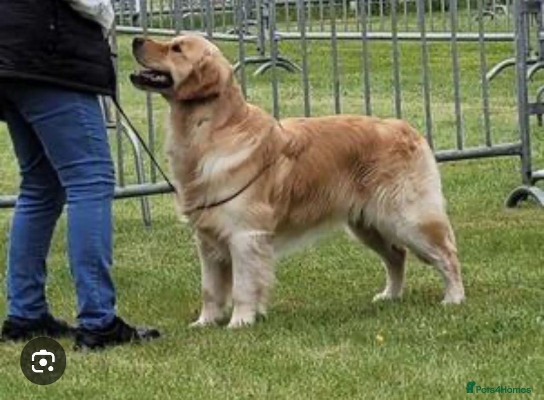 Golden Retriever dogs for sale: Golden Retriever huge big boned male puppy - Advert 3