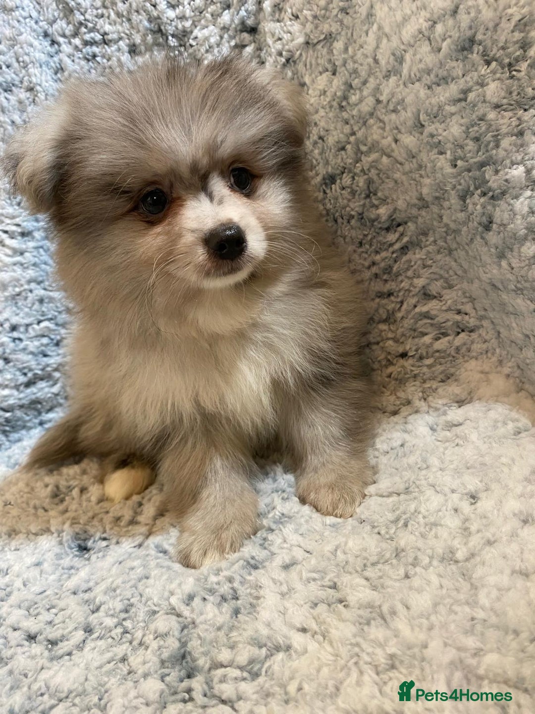 Pomeranian dogs for sale: Ready to leave Pomeranian puppies  - Image 4