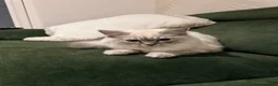 Ragdoll cats for sale: Lynx Point Ragdoll Kitten - Advert 2