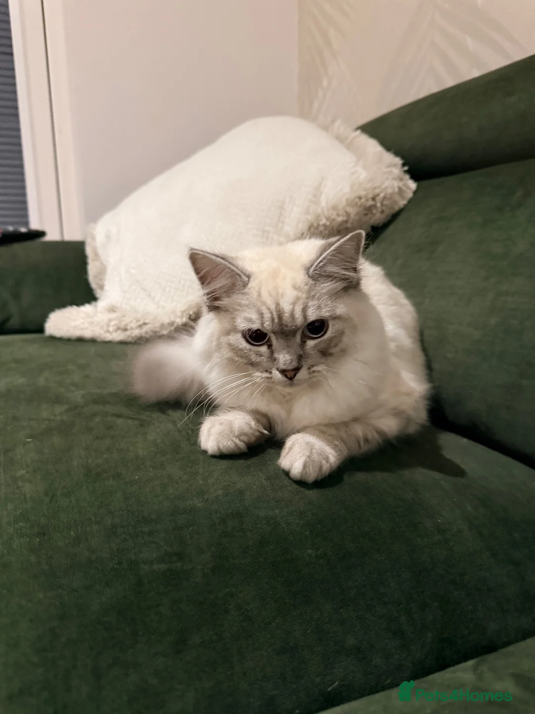 Ragdoll cats for sale: Lynx Point Ragdoll Kitten - Advert 2