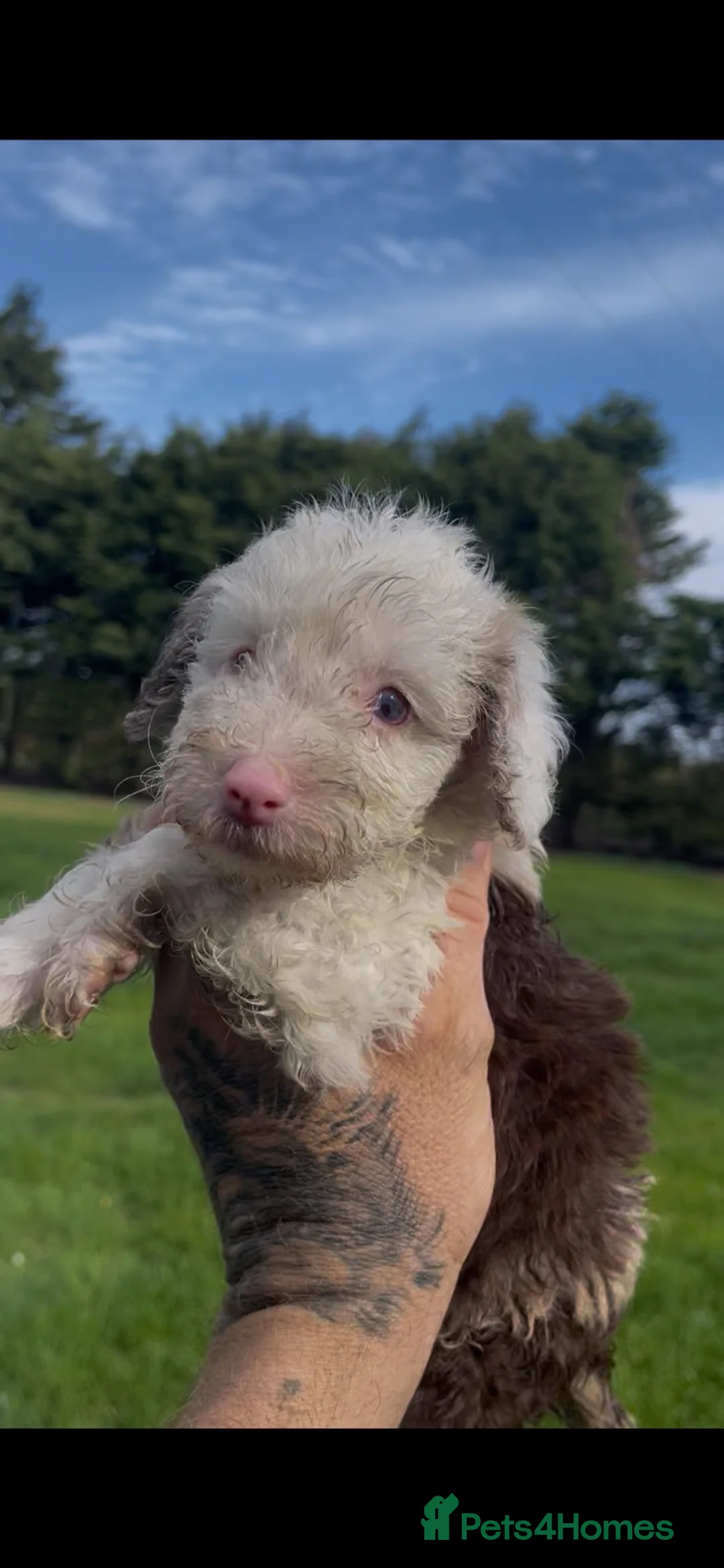 Poodle dogs for sale: Gorgeous Merle poodles toy poodles  in Hull - Advert 2