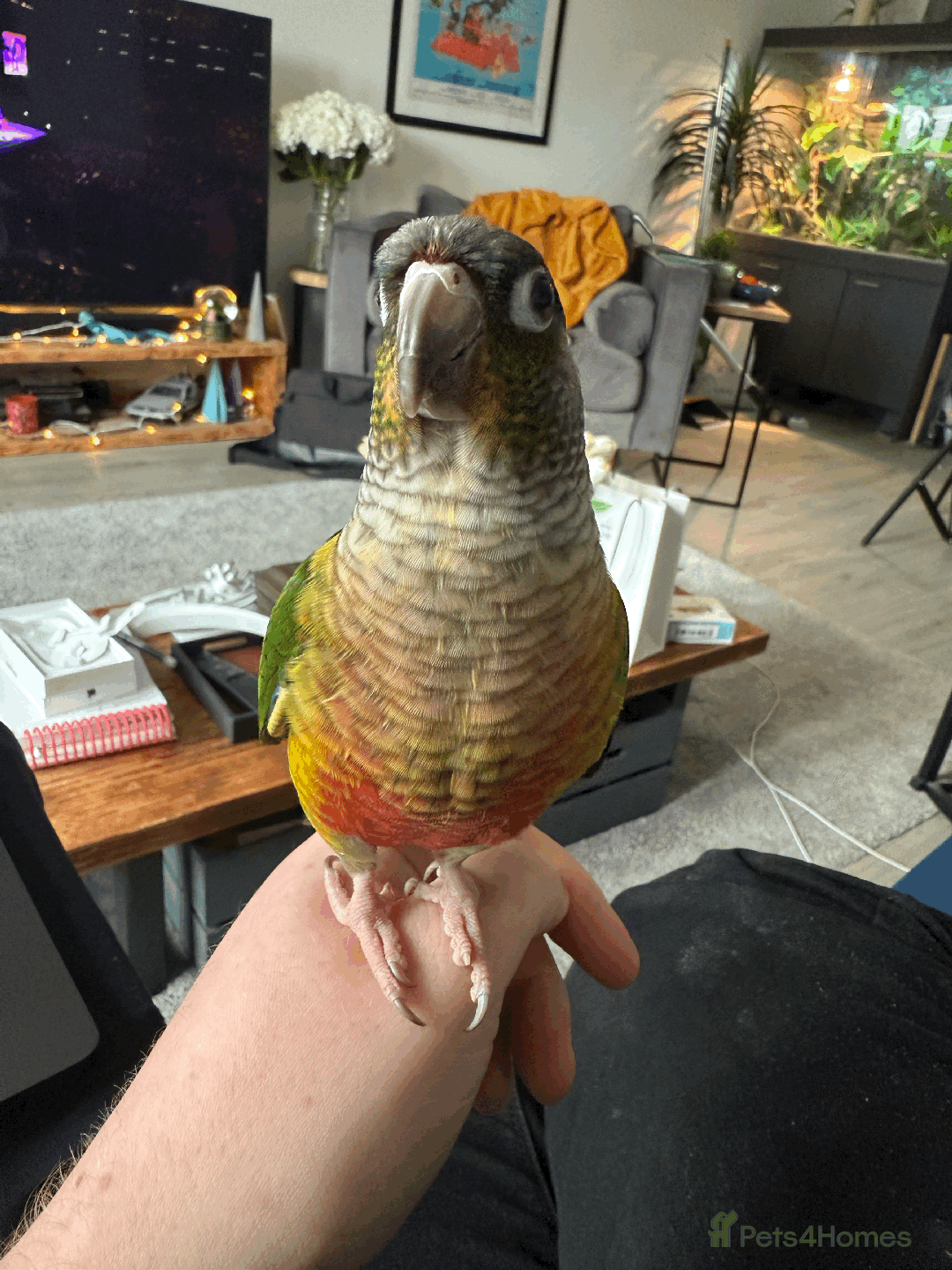 Conures birds for sale: Green Cheek Conure - Advert 3