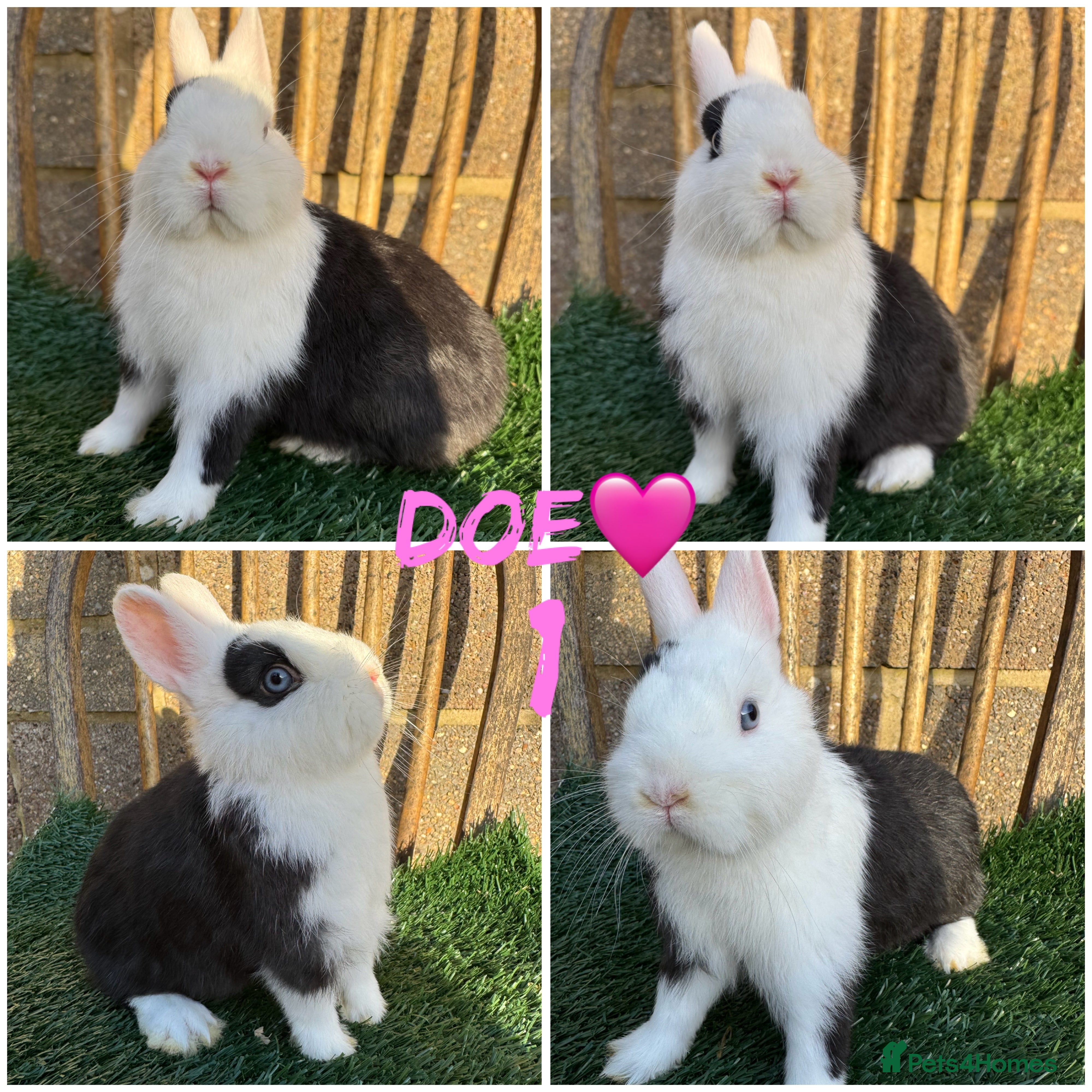 Netherland Dwarf rabbits Pure breed Netherlands dwarf  - Advert 1