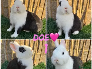 Netherland Dwarf rabbits Pure breed Netherlands dwarf - Advert 1