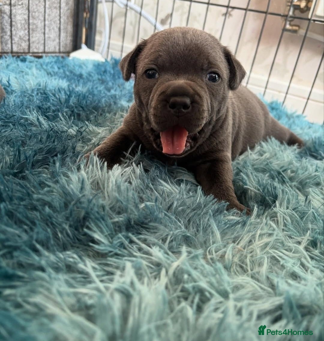 Staffordshire Bull Terrier dogs for sale: Staffordshire bull terrier puppies  - Advert 16