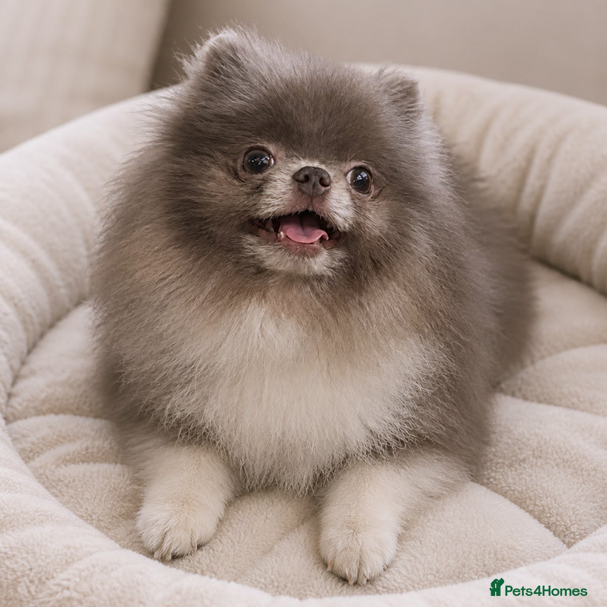 Pomeranian dogs Rare lilac parti 1.1kg Pomeranian stud  - Advert 1